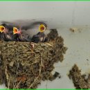 6일카센타 이미지