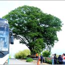 거목 이미지