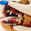 내포조은동물병원 이미지
