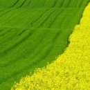 초록빛 태양광발전소 이미지