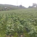 철탑 농장 이미지