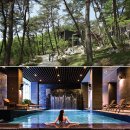 포레스트쉼 이미지