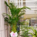 세실리아꽃방