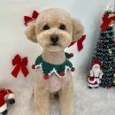 화사하개 이미지