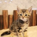 도그마루 강아지 고양이 천안아산점 이미지