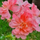 해피드림 이미지