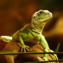 초록도마뱀 이미지