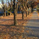 황금비늘 테마거리 이미지