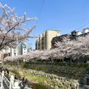 더 (THE)순한양곱창 | 4월 5일 벚꽃보러 성북천 주말 웨이팅없이 다녀온 후기 마전터곱창 조까네