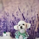 어스펫(US-pet) 이미지