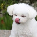 하얀강아지 이미지