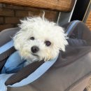 그룸그룸 | [하남/미사] 애견미용 비비그룸 편안한 미용 대만족 후기!!!