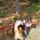 산책하는날 이미지