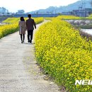 유채꽃길 이미지