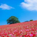 들꽃풍경 이미지