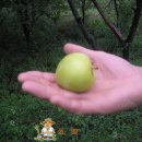 재덕농장 Daum카페