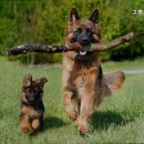 고병기동물병원 이미지