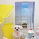 딸기애견미용실 이미지