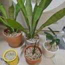 UR(강원특별자치도)-[사제로]-상-3 | 제철 사리나의 여름만끽 in 서울 | 집이 아니라 식물원입니다 | 많이 밀렸습니다 포스타입 멤버십 포스팅들