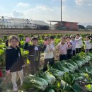 🥬자연체험활동-배추수확체험🥬 이미지