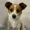 이쁜강아지 이미지