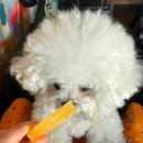 피자샵 | 애견동반 가능한 피자 맛집 🍕 '밤가시마을 위즈피자샵' 솔직 후기