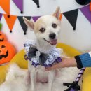 하이슈슈 이미지