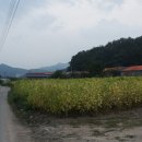 용암천변길 이미지