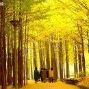 중국단풍길 이미지