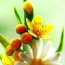 봄마중(2월에는) 이미지