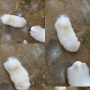왈왈애견미용샵 이미지