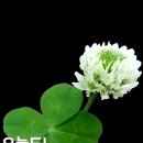 홍천군동면개운보건진료소 | 춘천 경매4계 2024 타경 2643 [전]