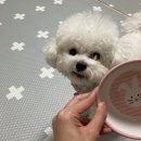 알로하 강아지유치원 호텔 네이버블로그
