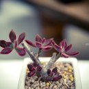 부용슈퍼 이미지