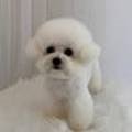 GROOFLUFFY 이미지