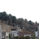 디나우스 이미지