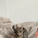 홍그루밍 이미지