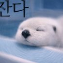 애니멀 라이프 네이버블로그