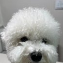 플라이봉 이미지