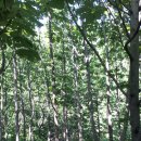진안 중길리 원불교 만덕산초선지 후박나무 이미지