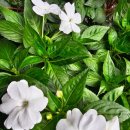 칠원119안전센터 이미지