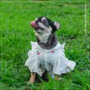 댕버랜드 펫택시 2호 | [무료 스냅 촬영 이벤트] 강아지 별이와 함께한 서울숲 스냅 데이트