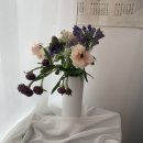 체리쉬독 이미지