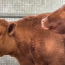 멍에목장 이미지