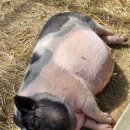 정감목장 이미지