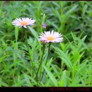 하모니펜션 이미지