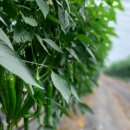 우레골영농조합 이미지