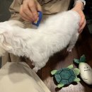 행국 | 소회모먼트 용산점 : 용산사진관 강아지 증멍사진 후기