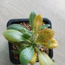 카올(주) 이미지