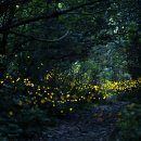 반딧불이 이미지